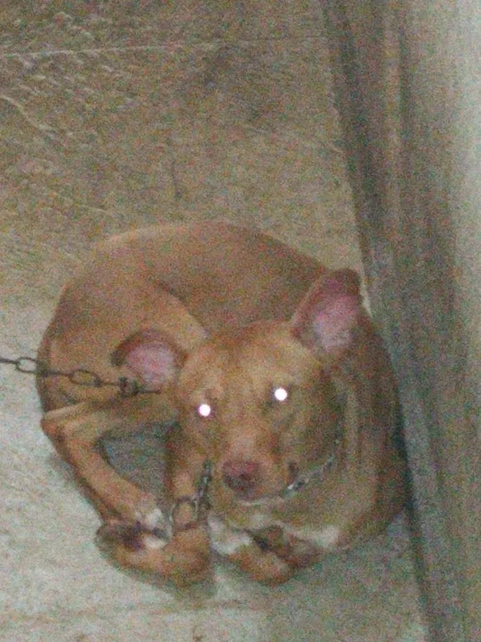 Cachorro ra a Pitbull mestiço  idade 1 ano nome Bradock 