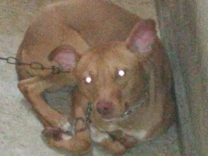 Cachorro raça Pitbull mestiço  idade 1 ano nome Bradock 