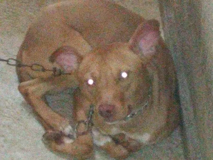 Cachorro ra a Pitbull mestiço  idade 1 ano nome Bradock 