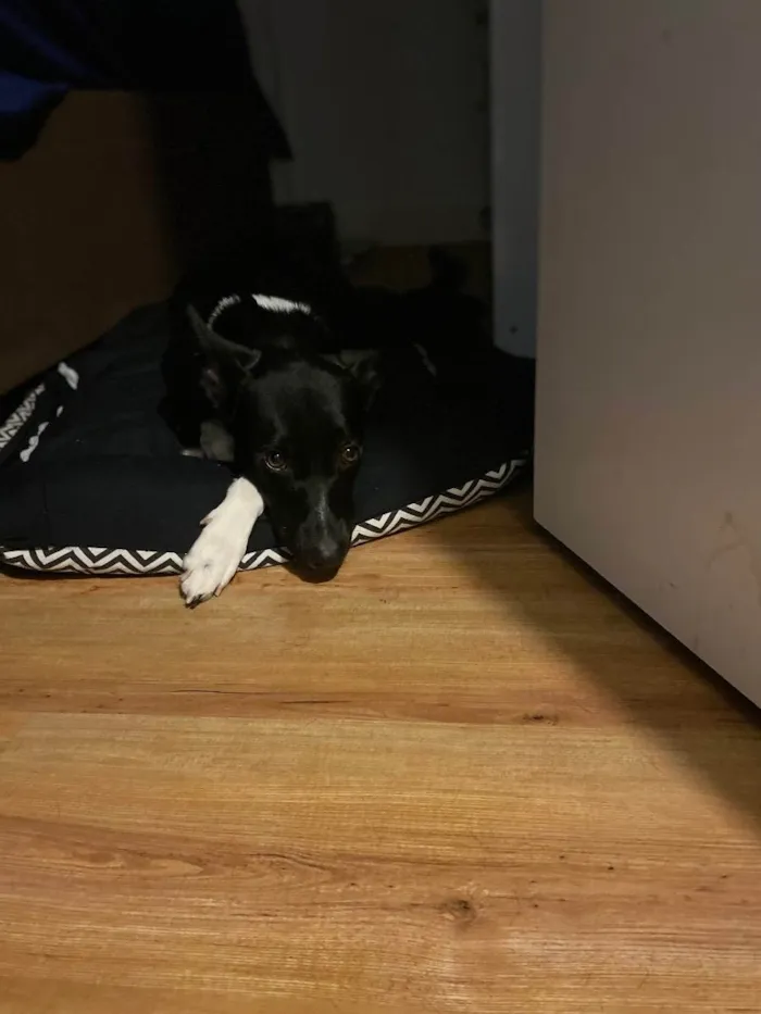 Cachorro ra a SRD idade 1 ano nome Strela