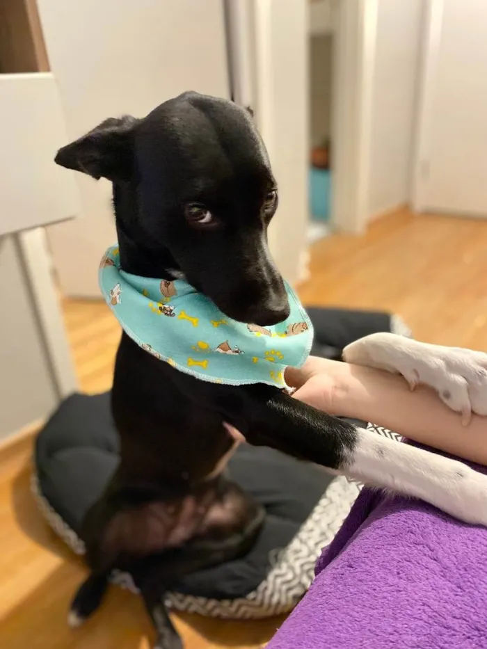Cachorro ra a SRD idade 1 ano nome Strela