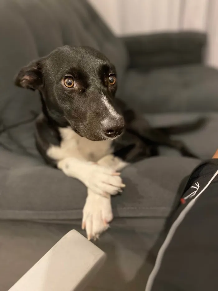 Cachorro ra a SRD idade 1 ano nome Strela