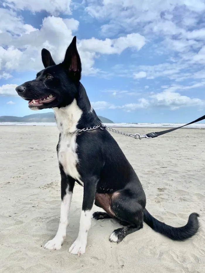 Cachorro ra a SRD idade 1 ano nome Strela