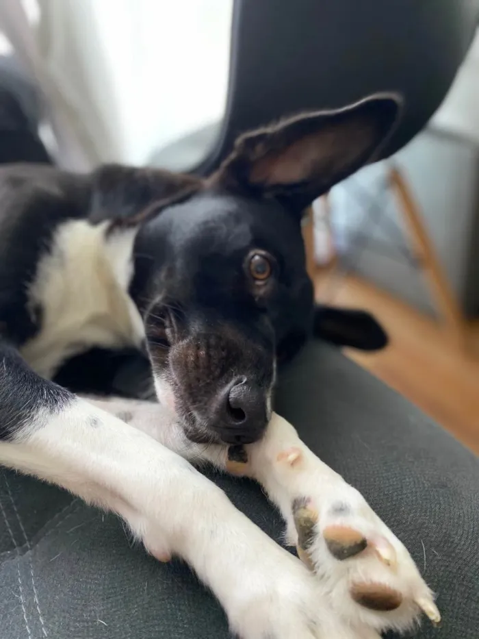 Cachorro ra a SRD idade 1 ano nome Strela