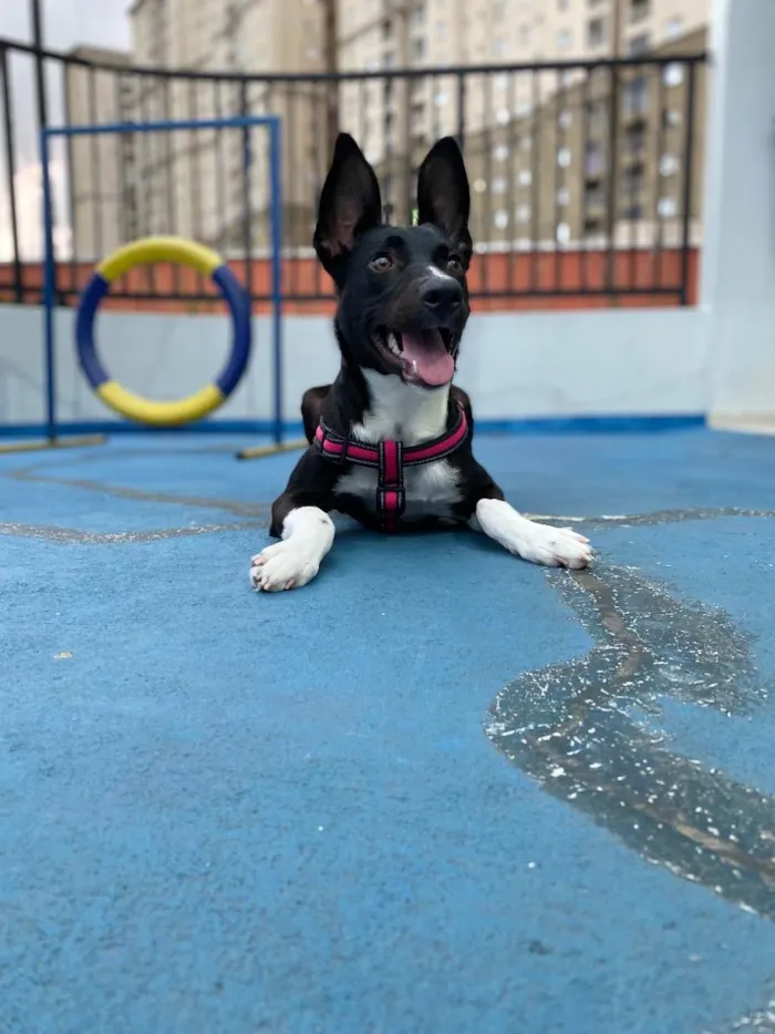 Cachorro ra a SRD idade 1 ano nome Strela
