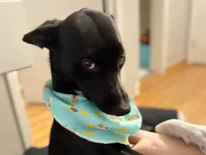 Cachorro raça SRD idade 1 ano nome Strela