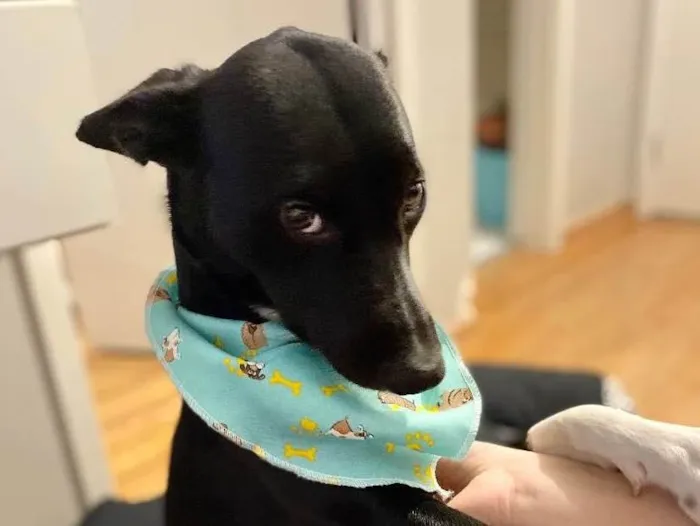 Cachorro ra a SRD idade 1 ano nome Strela