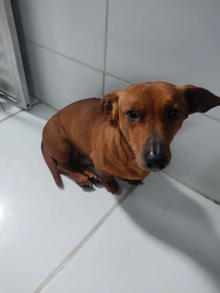 Cachorro raça Bassed hound idade 6 ou mais anos nome Lord