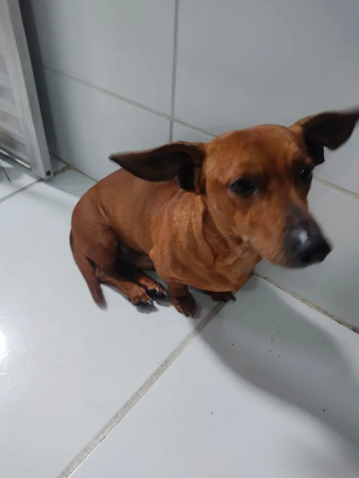 Cachorro raça Bassed hound idade 6 ou mais anos nome Lord