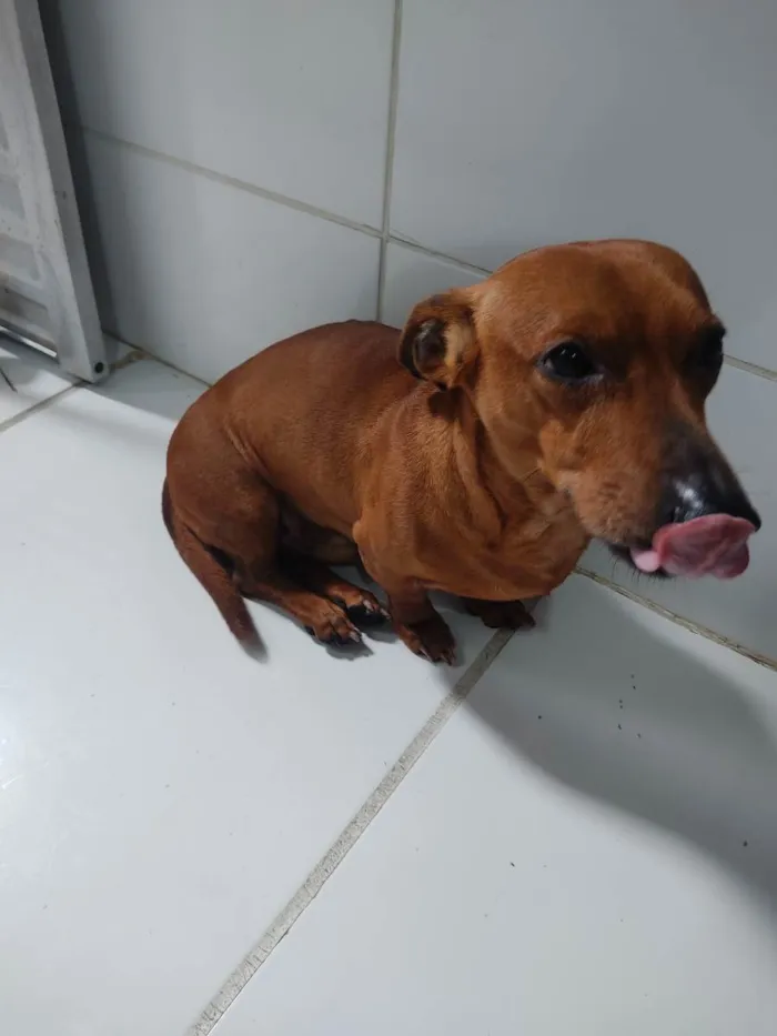 Cachorro raça Bassed hound idade 6 ou mais anos nome Lord