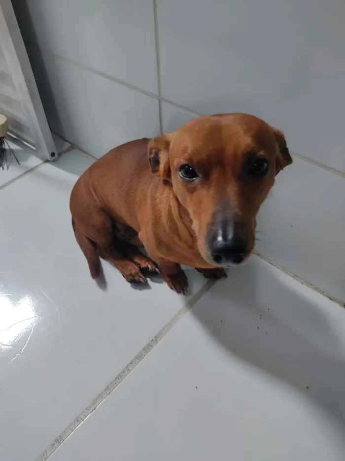 Cachorro raça Bassed hound idade 6 ou mais anos nome Lord