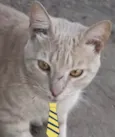 Nick 