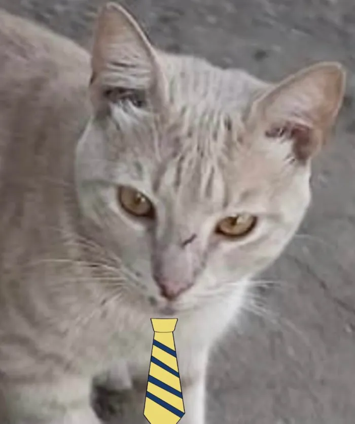 Gato ra a Mestiço  idade 2 a 6 meses nome Nick 