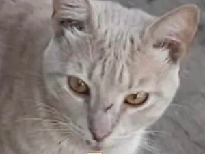 Gato raça Mestiço  idade 2 a 6 meses nome Nick 