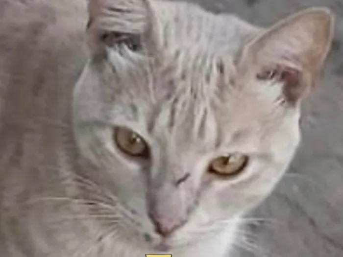 Gato ra a Mestiço  idade 2 a 6 meses nome Nick 