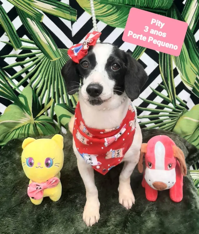 Cachorro raça  idade 2 anos nome Pity