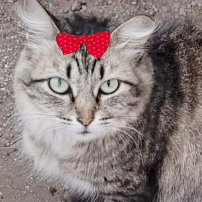 Gato ra a Mestiça  idade 2 a 6 meses nome Charlotte 