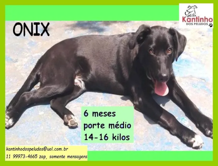 Cachorro raça Srd  idade 2 a 6 meses nome Onix