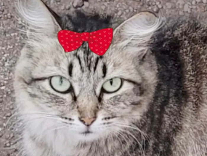 Gato ra a Mestiça  idade 2 a 6 meses nome Charlotte 
