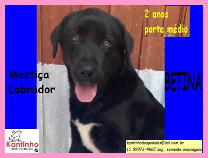 Cachorro raça Srd  idade 2 anos nome Betina