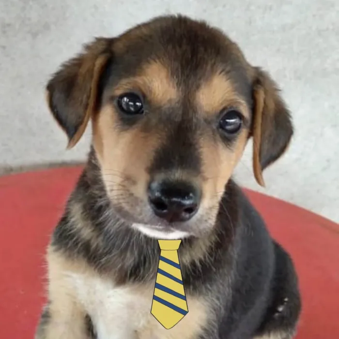 Cachorro ra a Mestiço  idade Abaixo de 2 meses nome Mike 