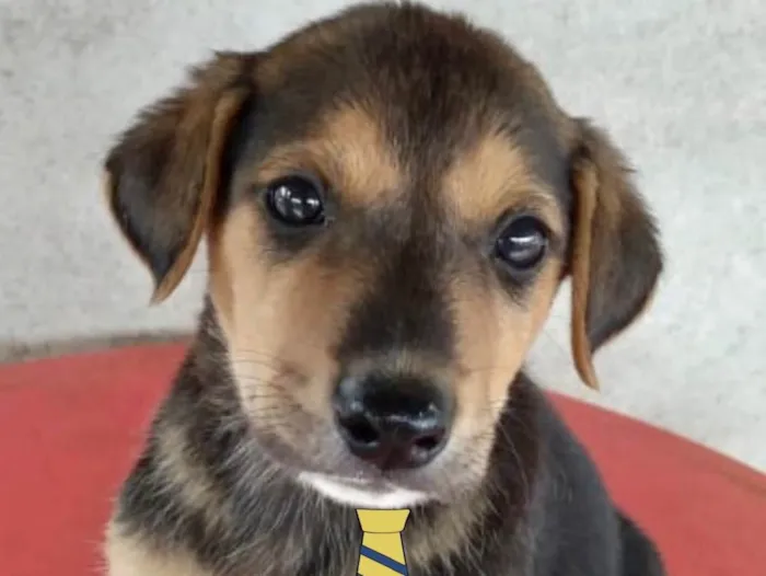 Cachorro ra a Mestiço  idade Abaixo de 2 meses nome Mike 