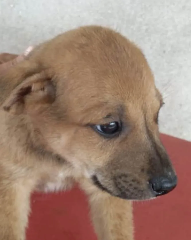 Cachorro ra a Mestiço  idade Abaixo de 2 meses nome Tody 