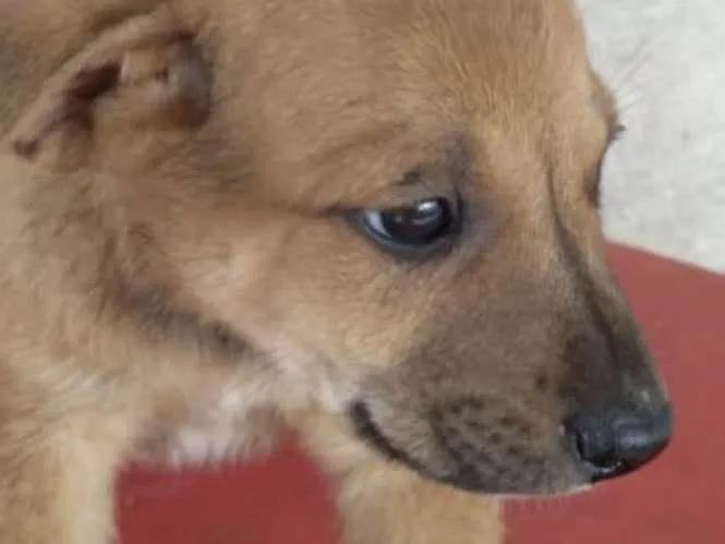 Cachorro ra a Mestiço  idade Abaixo de 2 meses nome Tody 