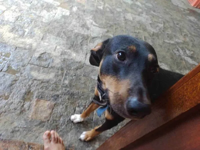 Cachorro ra a SRD idade 1 ano nome Bob