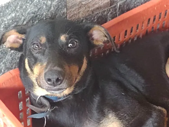 Cachorro ra a SRD idade 1 ano nome Bob