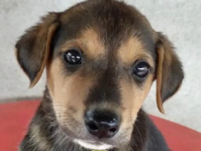 Cachorro ra a Mestiço  idade Abaixo de 2 meses nome Mike 