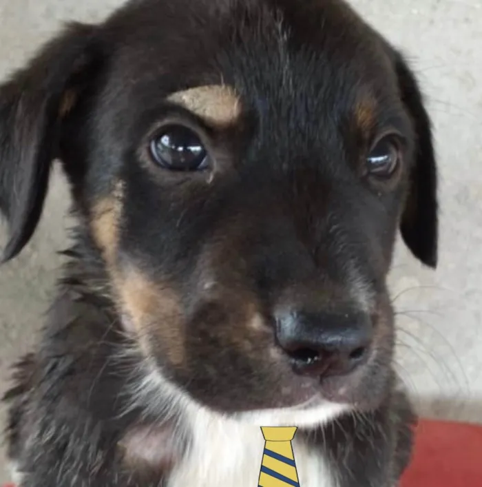 Cachorro ra a Mestiço  idade Abaixo de 2 meses nome Zeus 