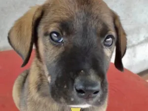 Cachorro raça Mestiço  idade Abaixo de 2 meses nome Thor 