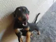 Bob