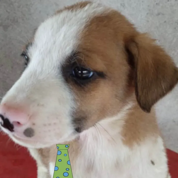 Cachorro ra a Mestiço  idade Abaixo de 2 meses nome Bidu 