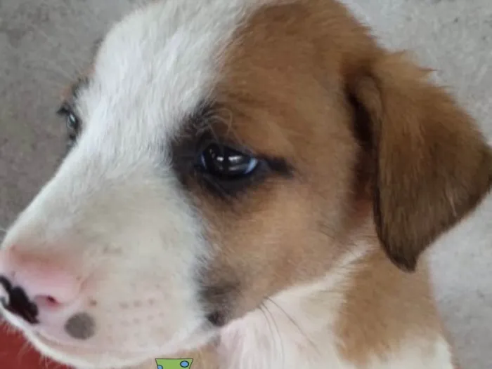 Cachorro ra a Mestiço  idade Abaixo de 2 meses nome Bidu 