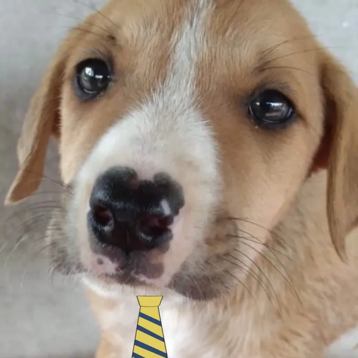 Cachorro ra a Mestiço  idade Abaixo de 2 meses nome Ralf 