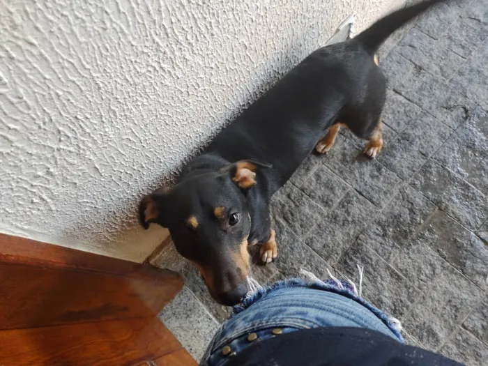 Cachorro ra a SRD idade 1 ano nome Bob