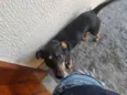 Bob