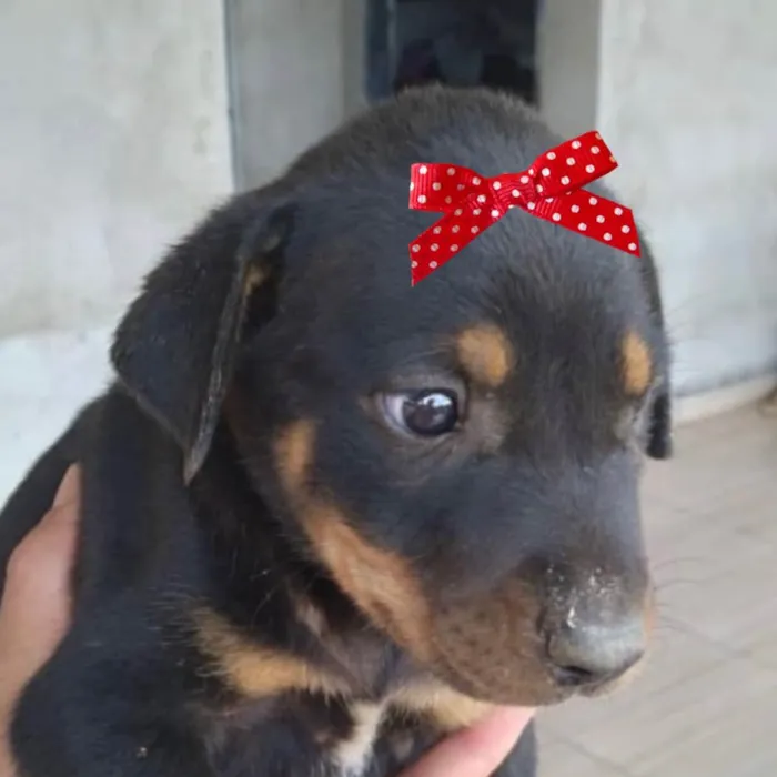 Cachorro ra a Mestiça  idade Abaixo de 2 meses nome Sofia 