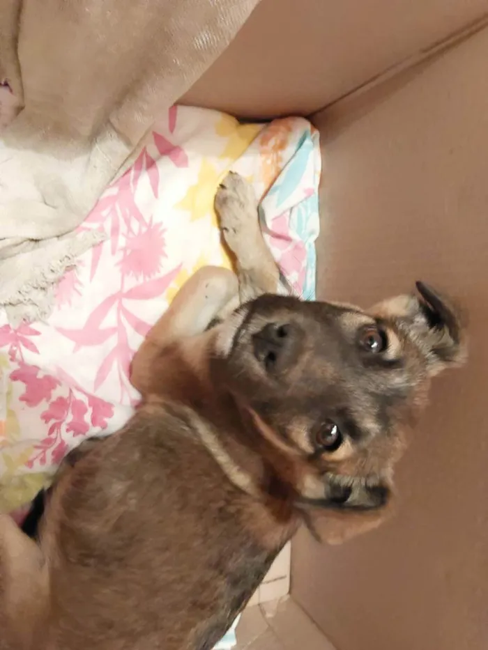 Cachorro ra a Vira lata idade 2 a 6 meses nome Pança