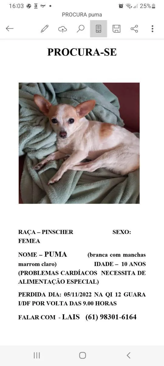 Cachorro ra a PINSCHER  idade 6 ou mais anos nome PUMA