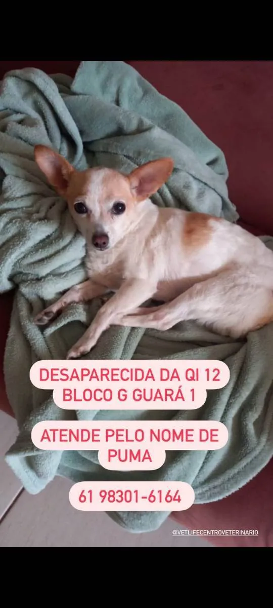 Cachorro ra a PINSCHER  idade 6 ou mais anos nome PUMA