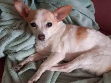Cachorro ra a PINSCHER  idade 6 ou mais anos nome PUMA
