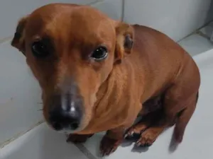 Cachorro raça Bassed hound idade 6 ou mais anos nome Lord