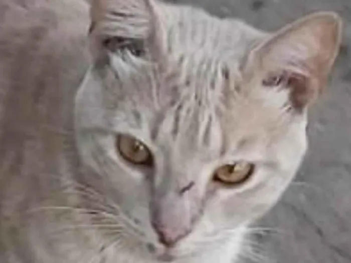 Gato ra a Mestiço  idade 2 a 6 meses nome Nick 