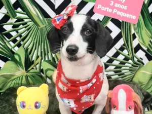 Cachorro raça  idade 2 anos nome Pity
