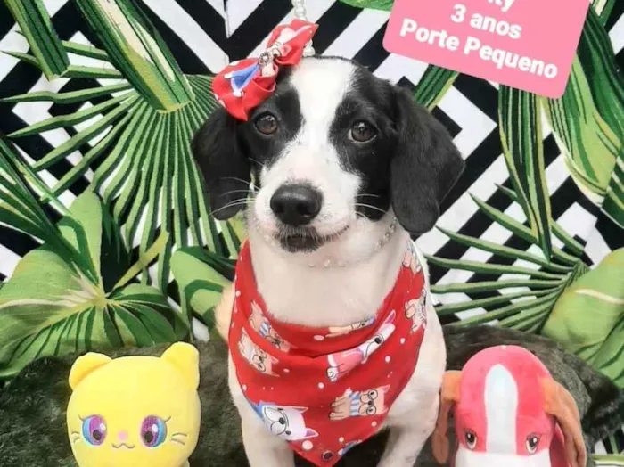 Cachorro raça  idade 2 anos nome Pity