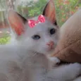Bia 