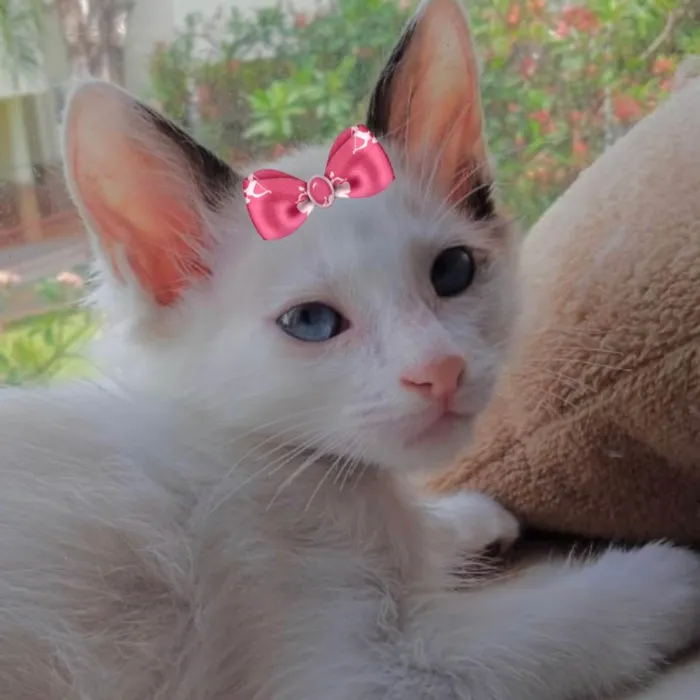 Gato ra a Mestiça  idade 2 a 6 meses nome Bia 